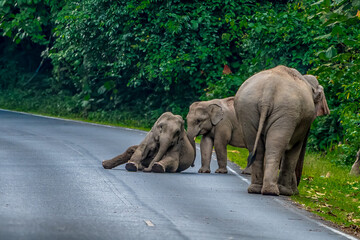 Wild elephants have large bodies, a large, fat body, and a long trunk. Elephants are herbivores.