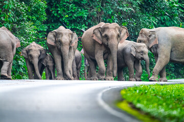 Wild elephants have large bodies, a large, fat body, and a long trunk. Elephants are herbivores.