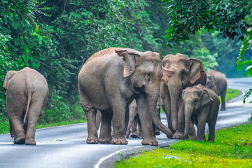 Wild elephants have large bodies, a large, fat body, and a long trunk. Elephants are herbivores.