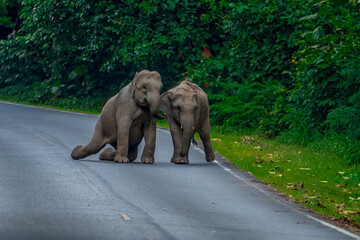 Wild elephants have large bodies, a large, fat body, and a long trunk. Elephants are herbivores.