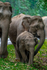 Wild elephants have large bodies, a large, fat body, and a long trunk. Elephants are herbivores.