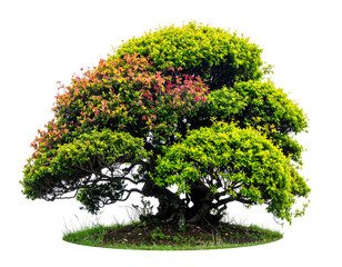 A lush green, rounded tree stands on a small patch of grass against a black background