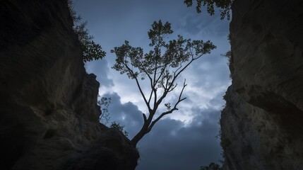 windswept. Solitary tree growing from rock crevice with windswept branches against dramatic sky. travel magazines, destination branding, designed for outdoor magazines and nature guides.