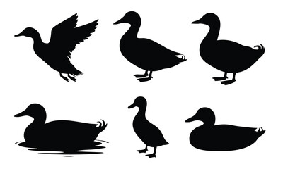 Set of Duck Silhouettes in Various Poses, Duck Icon Collection, Flying, Standing, and Swimming Duck Silhouettes, vector, silhouette