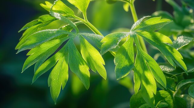 lovage. Fresh green lovage leaves glistening with morning dew. gardening catalogs, home-decor guides, designed for home decor and floral branding, used by recruiters.