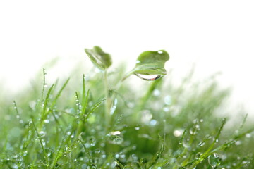 カイワレ大根の双葉