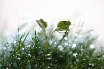 カイワレ大根の双葉