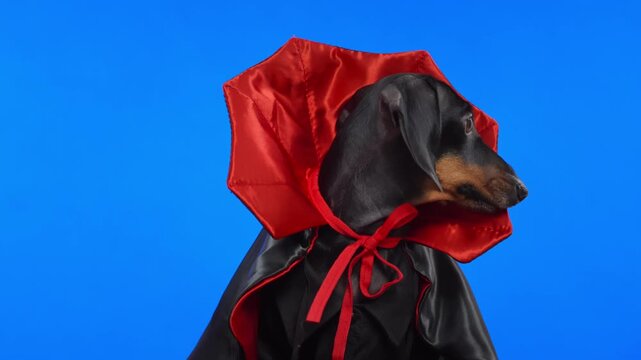 A cute dachshund dog in a black robe, vampire, Dracula or devil costume, cheerfully barks and runs away on a blue chromakey before a Halloween party