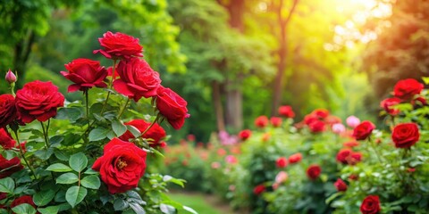 Obraz premium A lush green rose bush with vibrant red roses blooming in a garden setting amidst trees and foliage