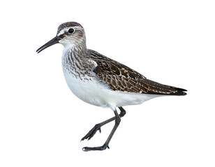 Obraz premium Small sandpiper bird with brown & white feathers standing. Black background. Side view
