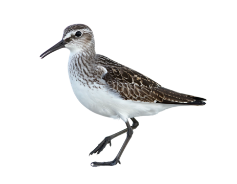 Small sandpiper bird with brown & white feathers standing. Black background. Side view