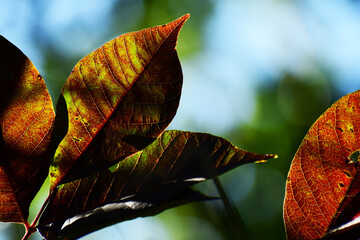 紅葉した葉の裏