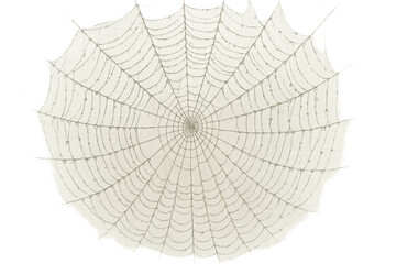 Fototapeta premium Spider web vintage drawing with dew drops on transparent background, nature pattern illustration