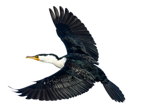 Dark cormorant with white neck, flying, wings spread, on a black background, catching sunlight