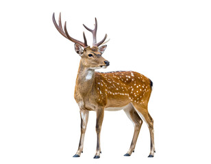 Obraz premium Spotted deer with antlers stands alert against a black background, turning its head to the left