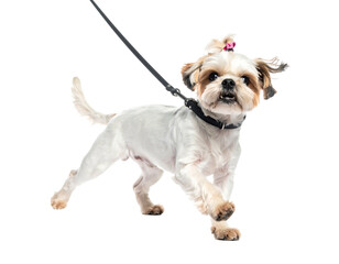 Small, white and brown dog with a pink bow, walking on a leash, isolated on a transparent background