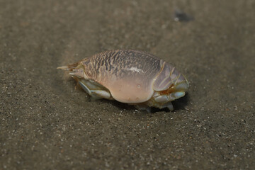 Lateral view of an Atlantic mole crab (Emerita talpoida) on the sand of a beach along the coast of South Carolina. 