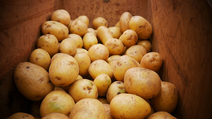A pile of many nice raw potatoes