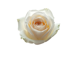 Solitary pale rose blossom, petals unfurling, revealing a soft peach core, isolated against a stark black backdrop