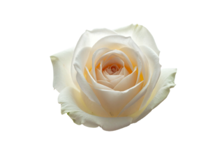 Solitary pale rose blossom, petals unfurling, revealing a soft peach core, isolated against a stark black backdrop