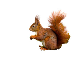 A reddish-brown squirrel in profile against a black background, looking left with its tail curved upwards