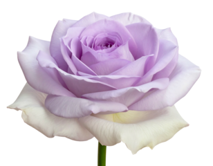 Solitary pastel rose blossom, soft light, layered petals against a black background