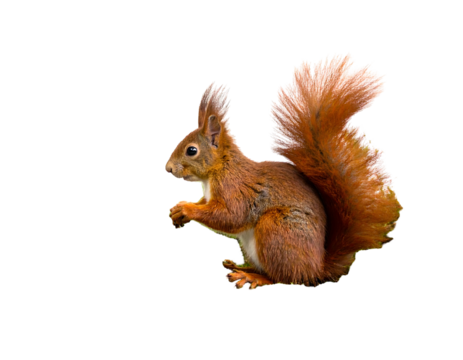 A reddish-brown squirrel in profile against a black background, looking left with its tail curved upwards