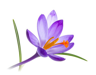 Fototapeta premium Solitary purple crocus flower with delicate petals and bright orange stamen, isolated on a pure black background