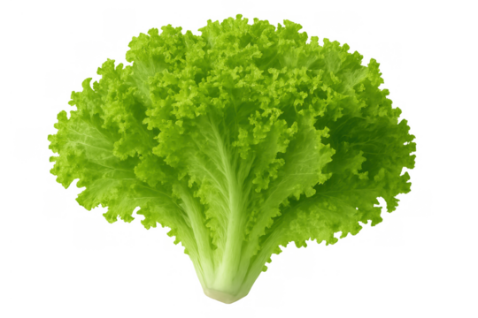 Lettuce head showing fresh green leaves, a nutritious healthy vegetable for salads and vegan eating, transparent background