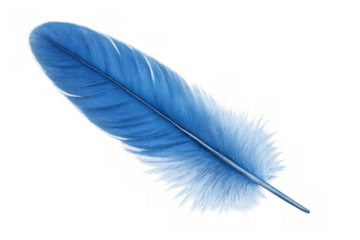 Blue feather with soft plumes, a delicate and light bird quill illustrating a feeling of lightness and freedom