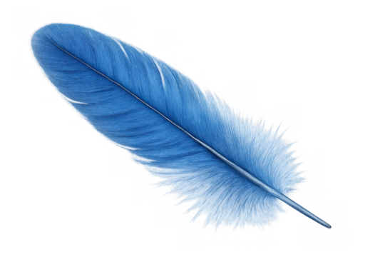 Blue feather with soft plumes, a delicate and light bird quill illustrating a feeling of lightness and freedom