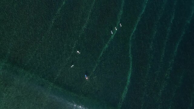 Aerial view of group of surfers sitting on their surfboards in transparent water of Indian ocean.Grajagan Bay, Banyuwangi, Alas Purwo National Park, East Java, Indonesia