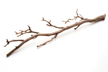 Fototapeta premium Twig driftwood twig white background.