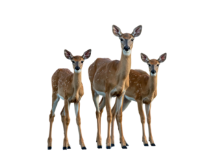 Three deer stand close together, light brown with white spots, cutout against a black background