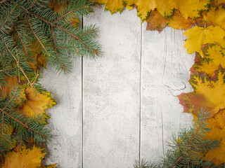 Gold yellow fall maple leaves and evergreen pine spruce branch needles greenery on white rustic wood plank table. Autumn seasonal overhead flatlay