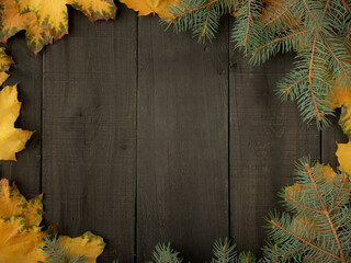 Gold yellow fall maple leaves and evergreen pine spruce branch needles greenery on black Halloween rustic wood plank table. Autumn seasonal overhead flatlay