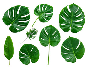 Collection of various green leaves on a solid black background, isolated for creative work