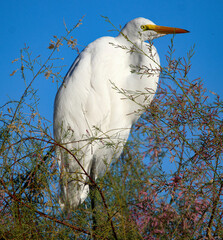 Great Egret