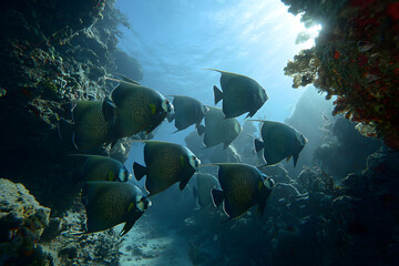 School of Colorful Fish Swimming in Clear Ocean Water