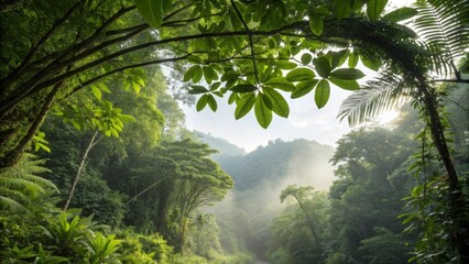 Naklejka premium A Lush Tropical Jungle Canopy Reaching Towards the Sky