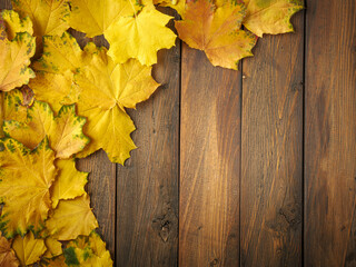 Gold yellow fall maple leaves on brown rustic wood plank table. Autumn seasonal overhead flatlay
