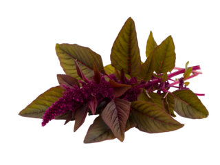 Vibrant amaranth plant with striking red and purple leaves and flowering spikes, freshly picked and expertly isolated on a clean white studio background