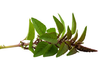 Obraz premium Amaranth plant leaves and flowers on a white background, showcasing its vibrant green foliage and seed heads for culinary and ornamental purposes