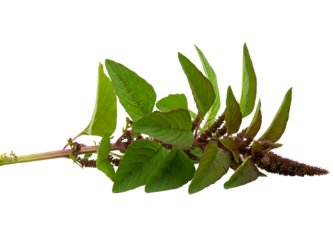 Amaranth plant leaves and flowers on a white background, showcasing its vibrant green foliage and seed heads for culinary and ornamental purposes