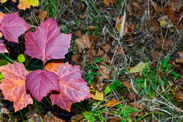 Bright Red Autumn Maple Leaves on Forest Ground