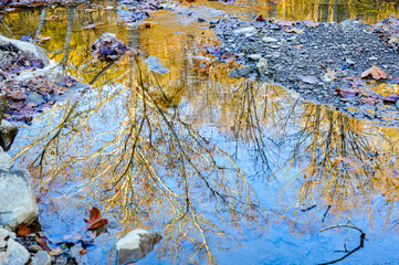 Autumn Tree Reflection in Clear Water