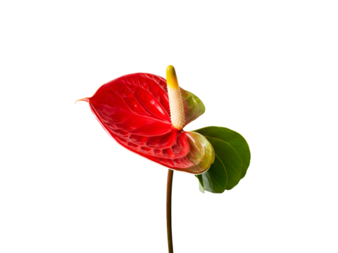 Elegant Anthurium Flower with Vibrant Red and Pink Heart-Shaped Petals on White