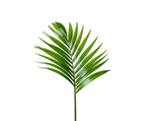 Elegant Areca Palm Leaf Isolated on White for Tropical Decor & Design