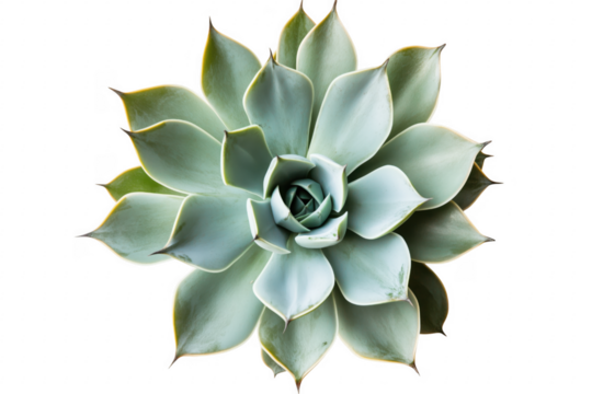 Echeveria plant symmetrical bloom isolated on a transparent background - Powered by Adobe