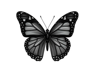 Fototapeta premium Grayscale butterfly art. Intricate patterns and delicate wings presented on a stark black background. Elegant and detailed